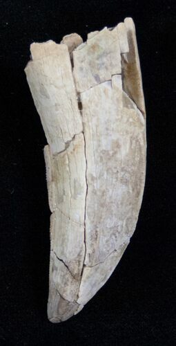 Bargain Tyrannosaur Tooth - Two Medicine Formation #13864